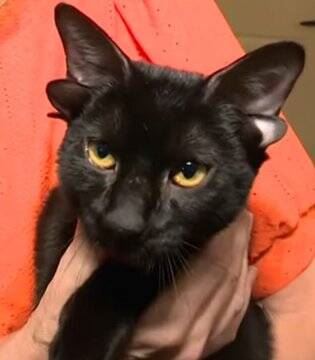 黑貓多比（Dobby）擁有4個耳朵。（圖／取自X @yourboydeluxe）