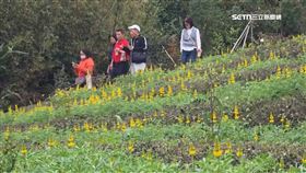 桃園魯冰花季登場　浪漫黃金花海展至3/8