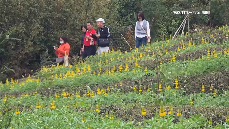 桃園魯冰花季登場　浪漫黃金花海展至3/8