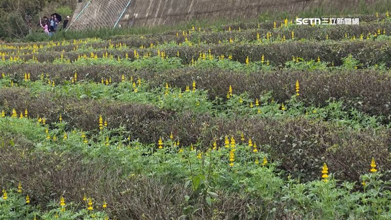 桃園花季閃亮登場，從今（27）日開始預計持續到3月8日