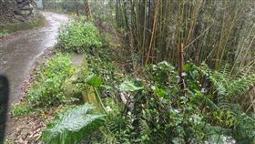 桃園,巴陵山區,卡拉道路,宜蘭仁愛醫院,女嬰,胎盤,棄屍。（圖／翻攝畫面）