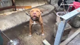 移工躲追捕 …最後竟敗給「比特犬」