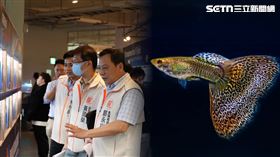屏東,總冠軍,異形魚,孔雀魚世界盃,高雄,熱帶農業博覽會（圖／翻攝畫面）