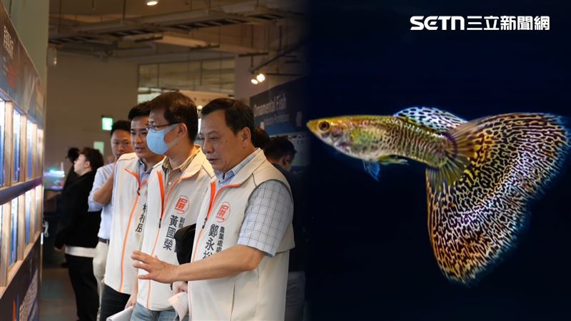 2026孔雀魚世界盃&nbsp;(WGC) 今（1）日公布來自泰國Super Fish工作室的白子花紋一舉奪下全場總冠軍。（圖／翻攝畫面）