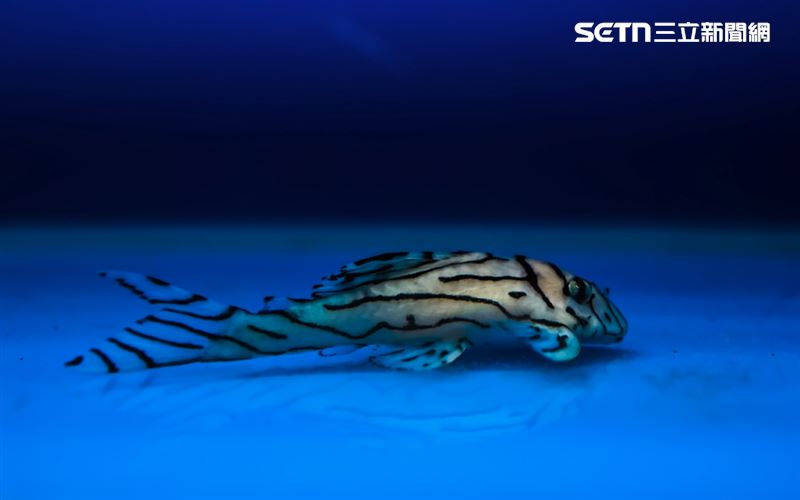 來自高雄的郭芳仁則將異形魚總冠軍留在台灣。（圖／翻攝畫面）