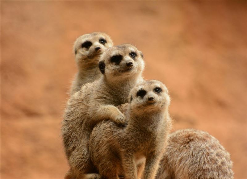 張姓男大生傳「狐獴交疊照」挨告性騷，竟狡辯只是覺得可愛，不知是交配行為，證人當庭打臉，法官判張男有罪，圖為示意圖。（翻攝自Pexels圖庫）