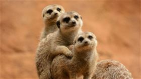 張姓男大生傳「狐獴交疊照」挨告性騷，竟狡辯只是覺得可愛，不知是交配行為，證人當庭打臉，法官判張男有罪，圖為示意圖。（翻攝自Pexels圖庫）