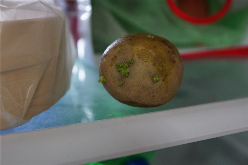 馬鈴薯變綠或發芽會產生「龍葵鹼」，不能再食用。（圖／翻攝自食藥署官網）