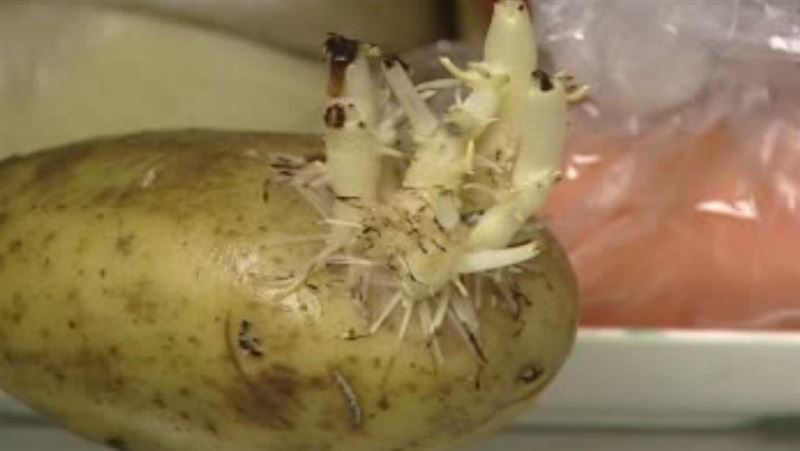 馬鈴薯發芽吃了恐中毒 農糧署教3招保存