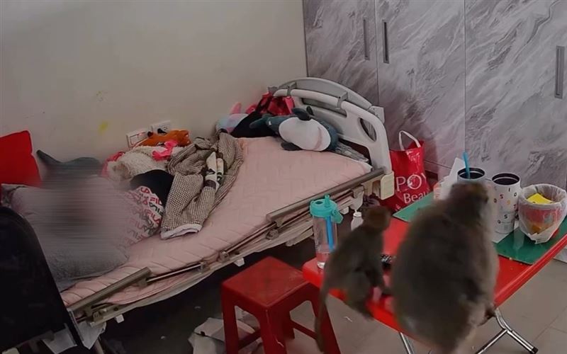 女老師的2名兒子還躺在床上熟睡中,看似日常,卻在下一秒急轉直下。一隻母猴帶著小猴靈巧地跳上桌面,看上喜歡的零食拿了就走。(圖/翻攝自Threads @__18ooxx)