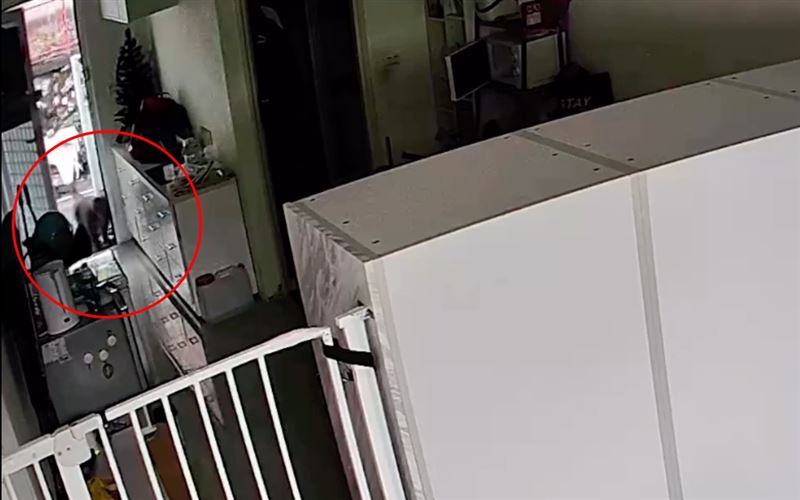 女老師無奈表示,就算關好門窗、收好垃圾,仍舊抵擋不住獼猴光臨。(圖/翻攝自Threads @__18ooxx)