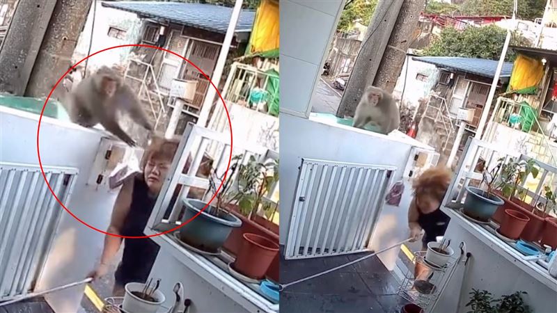 女師擔心2名熟睡的孩子被攻擊,抄了曬衣桿作勢驅趕;未料獼猴先發制人,出手一巴掌用力搧了女老師頭部,害她瞬間失去重心往前踉蹌。(圖/翻攝自Threads @__18ooxx)