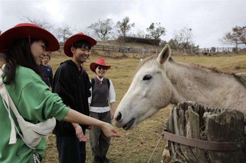 清境農場馬匹咬傷幼童遭法院判賠71萬元。(示意圖/翻攝自清境農場官網)