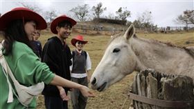 清境農場、馬匹（圖／翻攝自清境農場官網）