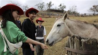 清境農場「馬匹甩咬男童右耳」慘賠71萬元