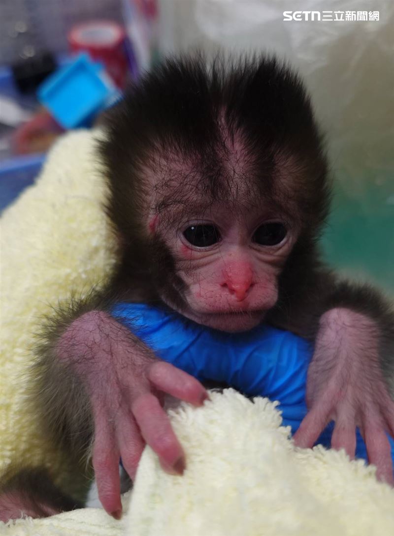 壽山動物園現在也出現「台版Panchi」,由保育員照顧撿來的幼猴。(圖/壽山動物園提供)