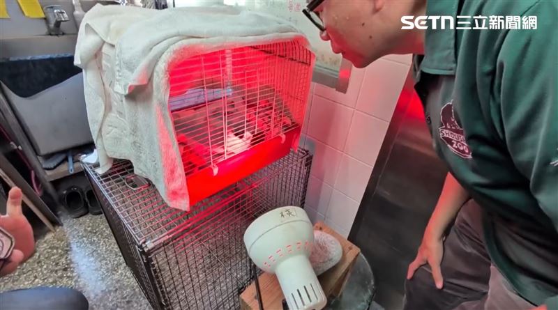 保育員擔任起幼猴暫時的媽媽,每日餵奶直到至少一歲,協助牠社會化後再放回棲息地。(圖/記者洪榮斌攝影)