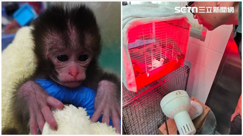 棄嬰猴惹哭全球!高雄出現「台版Panchi」