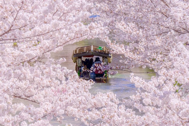 可透過Klook優惠輕鬆入手浪漫十足的京都賞櫻一日遊。（圖／Klook提供）