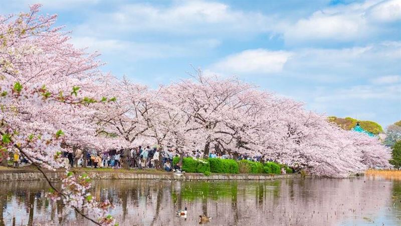 限時4天!首發日本賞櫻機票 住宿百元有找