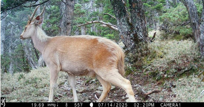 有「山獸神」之稱的白色聖鹿其實是白化的台灣水鹿。（圖／玉管處提供）
