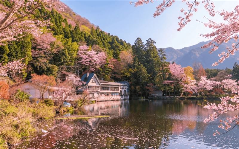 由布院一日遊於櫻花季時也十分受歡迎。(圖/品牌業者提供)