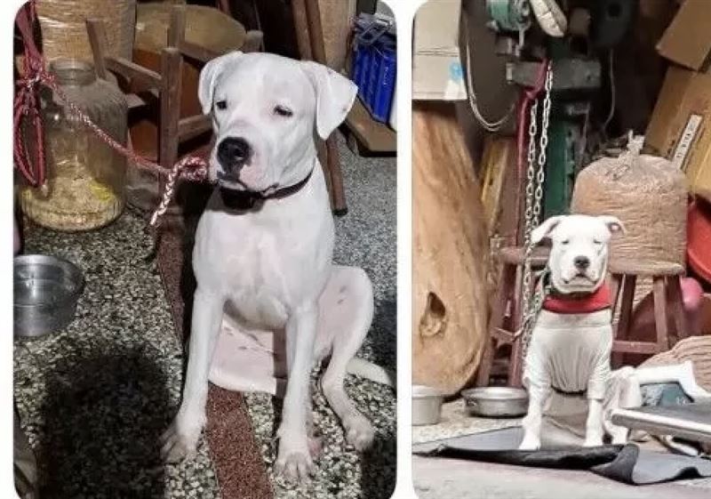 飼主不斷持繩子抽打杜告犬，狗狗痛得淒厲哀嚎令人心碎。（圖／翻攝畫面）