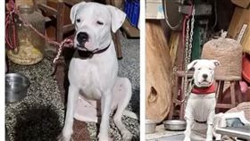 彰化,內埔街,飼主,虐打,狂抽,杜告犬,懸賞6萬,找狗,死也要見屍（圖／翻攝畫面）