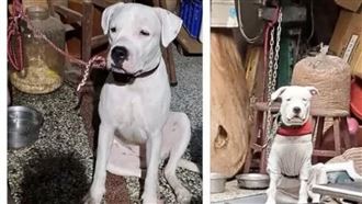 飼主虐打杜告犬！網怒懸賞6萬：死要見屍