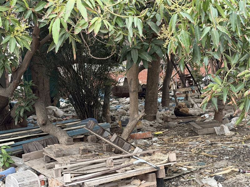 動防處表示，狗群是附近一對老夫妻所飼養，近日因妻子生病，丈夫放養狗群釀禍。（圖／議員賴清美提供）