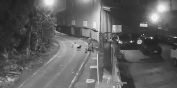 婦人騎腳踏車路過太平路，遭狗群包圍追咬。（圖／議員賴清美提供）