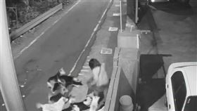 狗群,放養,追咬,彰化,受傷,狗咬人,和美（圖／議員賴清美提供）