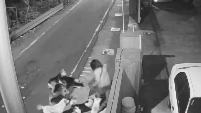 彰化和美鎮驚見狗群大軍，今年已發生至少10起狗咬追逐事件，造成1名婦人受傷。（圖／議員賴清美提供）