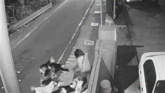 彰化和美狗群大軍出沒！恐怖追咬畫面曝光