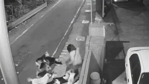 彰化和美狗群大軍出沒！恐怖追咬畫面曝光