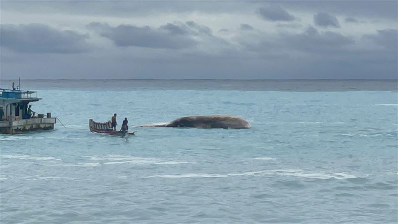 花蓮外海定置漁場發現鬚鯨,但已經死亡出現腐爛。(圖/翻攝自「海洋委員會海洋保育署」臉書)