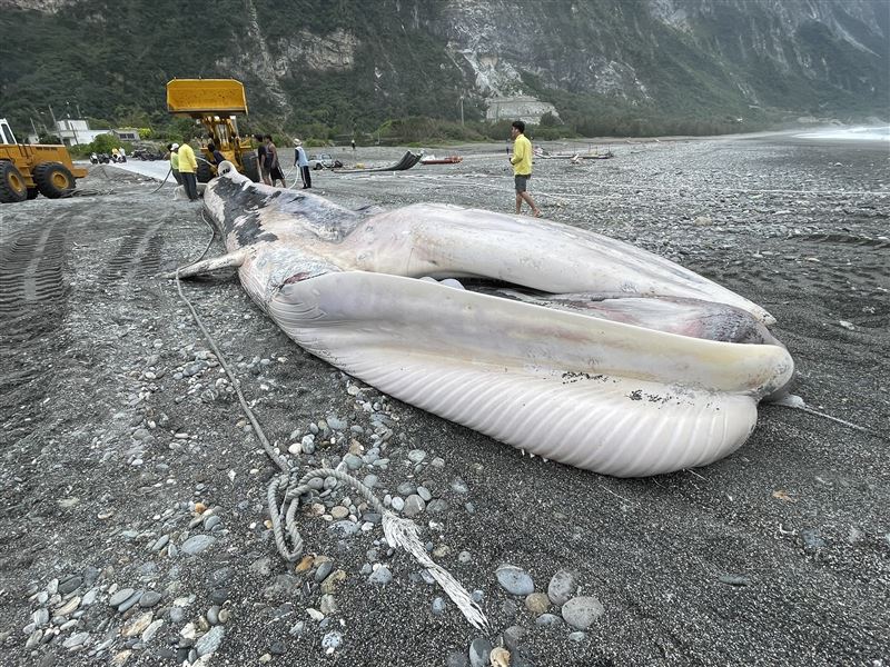 鬚鯨身長15.4米,確切物種仍需待後續檢視與採樣分析後確認。(圖/翻攝自「海洋委員會海洋保育署」臉書)