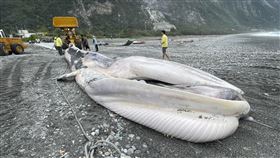 定置漁場,花蓮,鯨魚,鬚鯨（圖／翻攝自「海洋委員會海洋保育署」臉書）