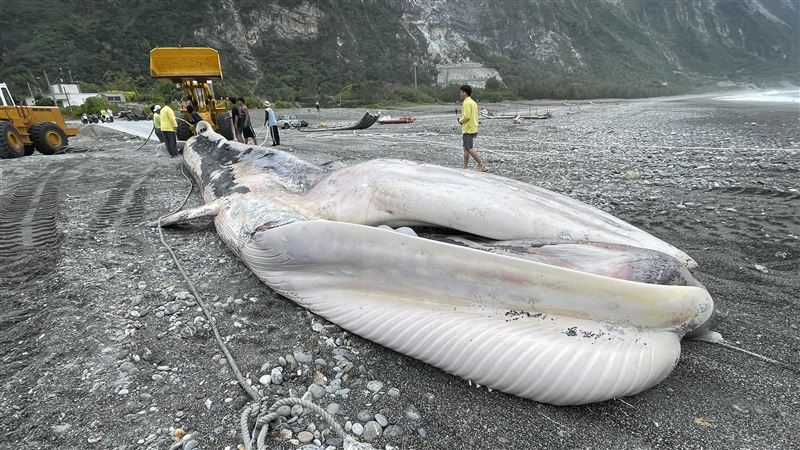 花蓮外海驚見「巨大屍體」流進定置漁場