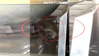 西屯排骨飯驚見「料理鼠王」爐台舔食殘渣