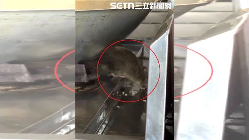 西屯排骨飯驚見「料理鼠王」爐台舔食殘渣