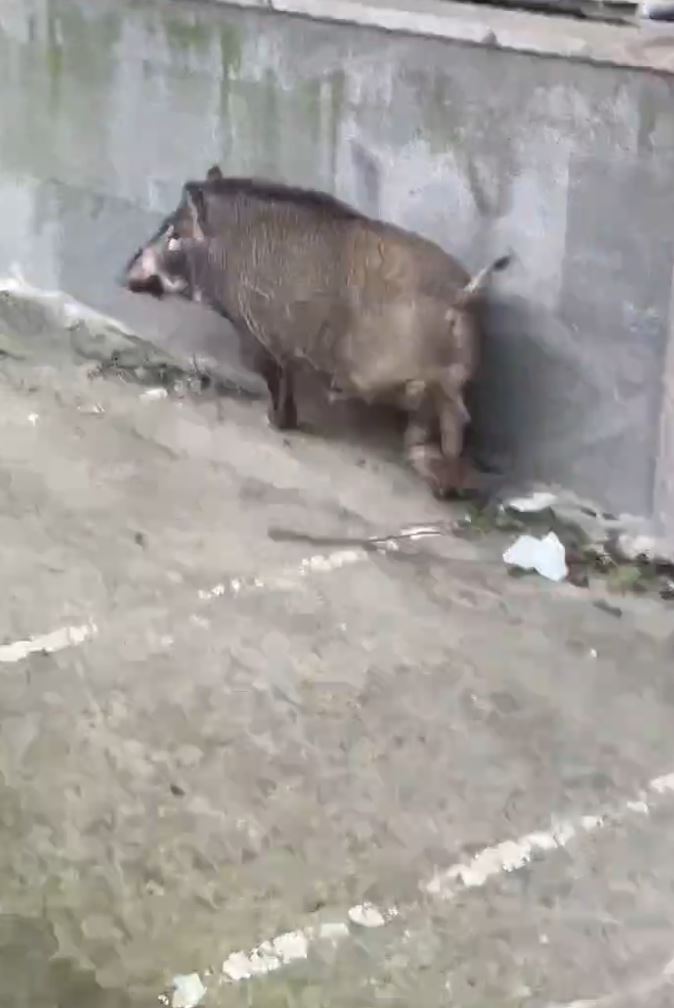 桃園大園驚見野豬出沒。（圖／翻攝畫面）
