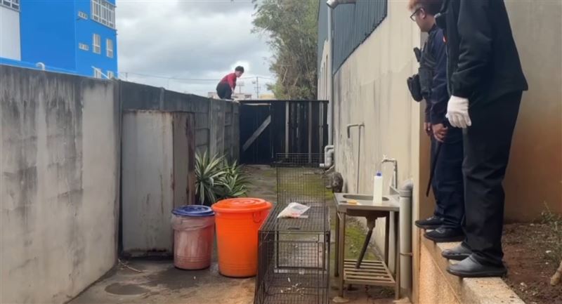 野豬被引導至附近工廠後方死巷子。（圖／翻攝畫面）