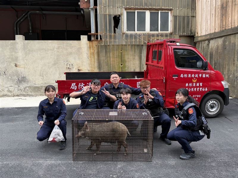 最後花了30分鐘成功捕獸。（圖／翻攝畫面）