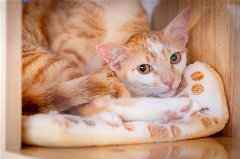 求認養的貓。（圖／翻攝畫面）