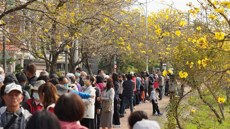 嘉義市「潮風鈴・黃花瘋音樂市集」3/7、3/8浪漫登場，邀您走進金黃花海。（圖／嘉義市政府提供）