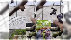 彰化一間觀光果園負責人5日上傳一段果園架設鳥網，虐殺八哥影片，瞬間遭到網友炎上，緊急關閉粉專。(圖／翻攝自當事人臉書)