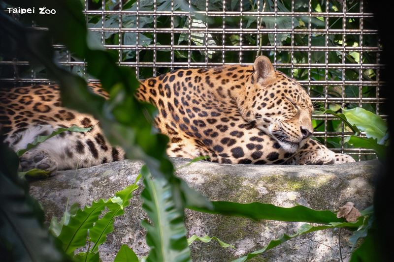 18歲高齡花豹「花郎」辭世，生前喜歡棲息在樹幹上。（圖／台北市立動物園）
