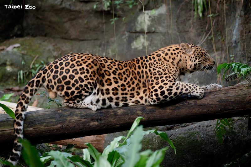花豹「花郎」以18歲高齡離世，相當於人類88歲。（圖／台北市立動物園）