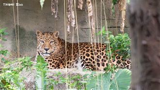 「花郎」辭世！台北動物園忍痛證實曝死因